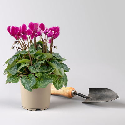 Alpenveilchen 'Outland', Farben zufällig, Topf-Ø 10,5/11 cm, 6 Pflanzen