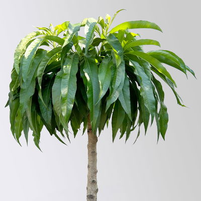 Kölle Bio Zwergpfirsich 'Diamond'® ZaipeviⓈ, Topf 7,5 Liter Kölle Bio Zwergpfirsich 'Diamond'® ZaipeviⓈ, Topf 7,5 Liter