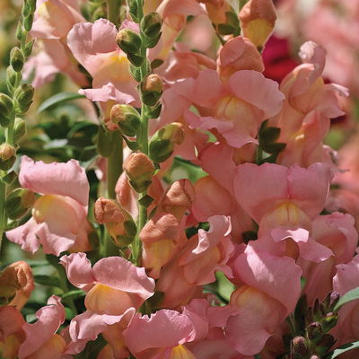 Löwenmäulchen rosa-pink, Topf 12 cm Ø, 6 Stück