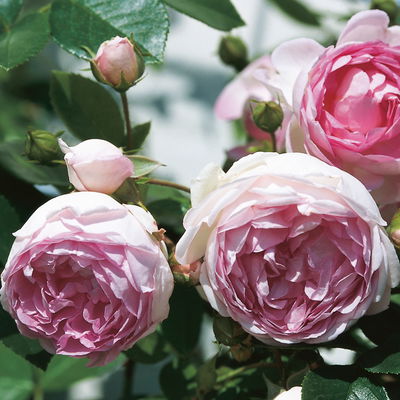 Kletterrose 'Jasmina®', violett-rosa, Topf 5 Liter