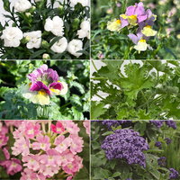 Pflanzenkreation 'Duft', 12 Pflanzen inkl. Erde und Dünger