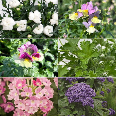 Pflanzenkreation 'Duft', 12 Pflanzen inkl. Erde und Dünger