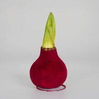 Amaryllis in Wachs XL, Dekor 'Velvet Bordeaux', Blüte rot Amaryllis in Wachs XL, Dekor 'Velvet Bordeaux', Blüte rot
