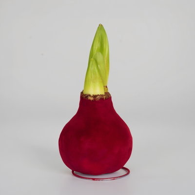 Amaryllis in Wachs XL, Dekor 'Velvet Bordeaux', Blüte rot Amaryllis in Wachs XL, Dekor 'Velvet Bordeaux', Blüte rot