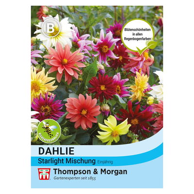 Dahlie Starlight Mischung / einjährig, auffällig, sternförmig Dahlie Starlight Mischung / einjährig, auffällig, sternförmig