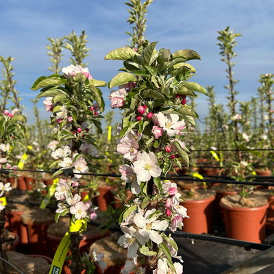 Kölle Bio Säulenapfel 'Goldcats'Ⓢ, Unterlage MM 111, Topf 10 Liter
