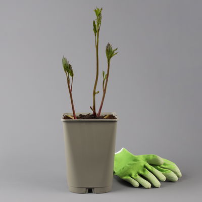 Kölles Beste Pfingstrose 'Monsieur Jules Elie' violettrosa, 3 Liter Topf