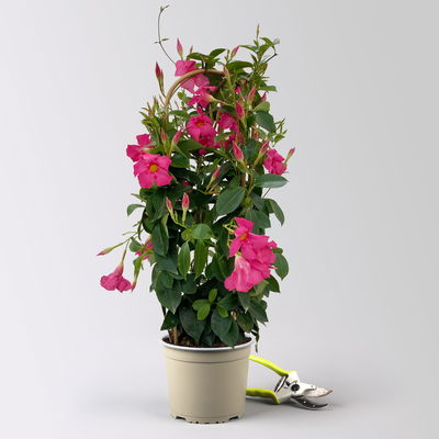 Dipladenie, rosa, Doppelbogen, Topf-Ø 17 cm, 2 Pflanzen