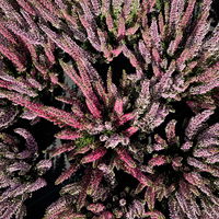 Calluna 'Twin', Farben zufällig, Topf-Ø 10,5 cm, 6 Pflanzen