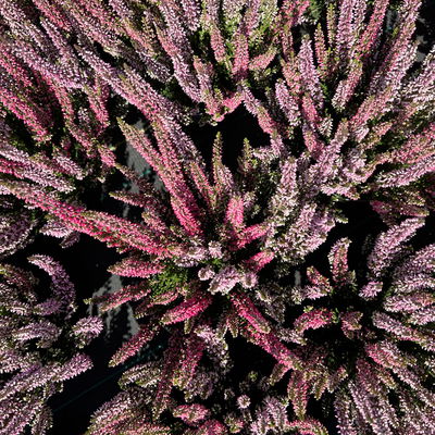 Calluna 'Twin', rot-rosa, Topf-Ø 10,5 cm, 6 Pflanzen Calluna 'Twin', rot-rosa, Topf-Ø 10,5 cm, 6 Pflanzen