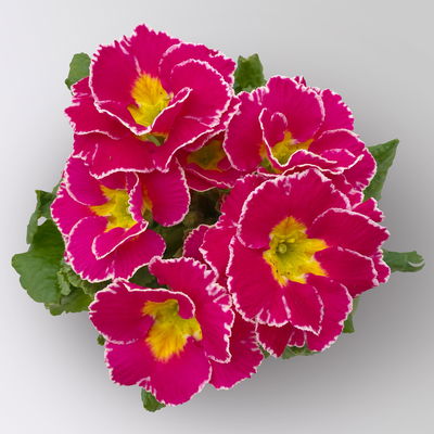 Primel 'Sirococco', Farben zufällig, gerüscht, Topf-Ø 11 cm, 8 Pflanzen