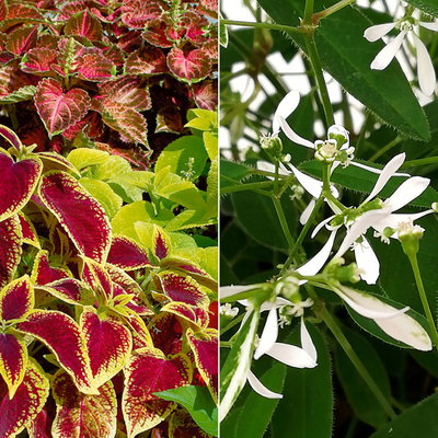 Buntnessel und Zauberschnee™ bunt und weiß, Topf-Ø 12 cm, 6er-Set