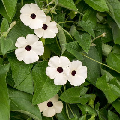 Schwarzäugige Susanne weiß, Pyramide, Höhe ca. 60 cm, Topf-Ø 17 cm