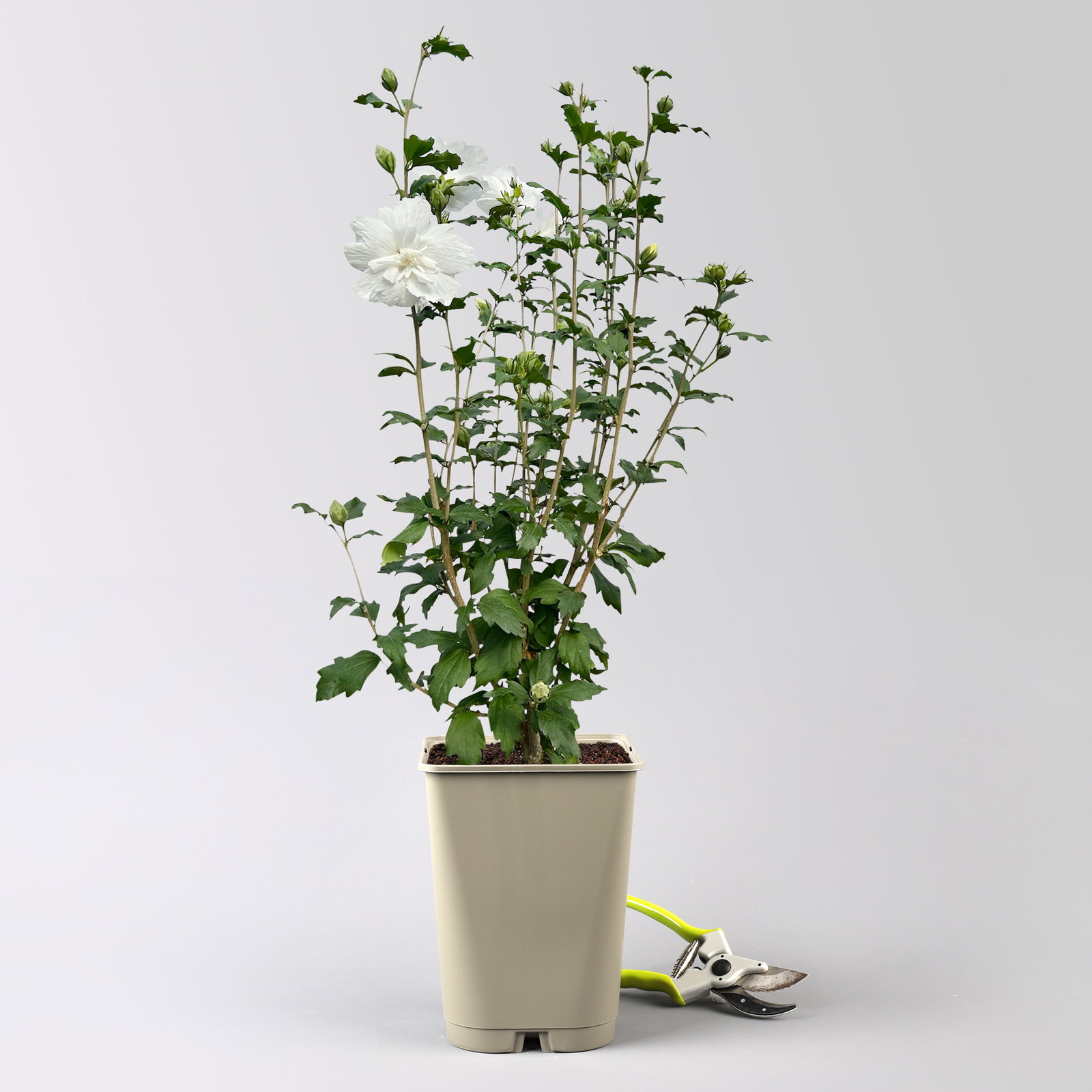 Garten-Hibiskus 'White Chiffon®', weiß, Höhe ca. 40-60 cm, Topf 5 Liter Garten-Hibiskus 'White Chiffon®', weiß, Höhe ca. 40-60 cm, Topf 5 Liter