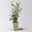 Garten-Hibiskus 'White Chiffon®', weiß, Höhe ca. 40-60 cm, Topf 5 Liter