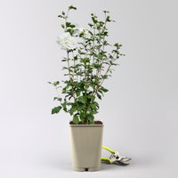 Garten-Hibiskus 'White Chiffon®', weiß, Höhe ca. 40-60 cm, Topf 5 Liter Garten-Hibiskus 'White Chiffon®', weiß, Höhe ca. 40-60 cm, Topf 5 Liter