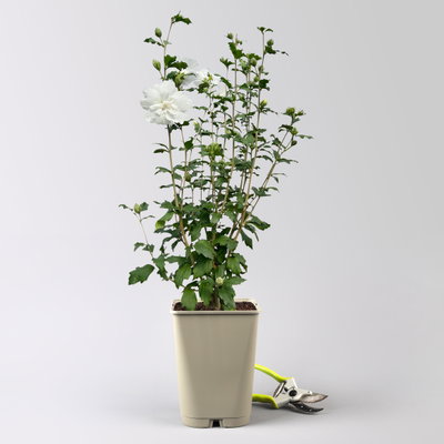 Garten-Hibiskus 'White Chiffon®', weiß, Höhe ca. 40-60 cm, Topf 5 Liter Garten-Hibiskus 'White Chiffon®', weiß, Höhe ca. 40-60 cm, Topf 5 Liter