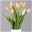 Blumenbund  mit französischen Tulpen, 10er-Bund, apricot, inkl. gratis Grußkarte