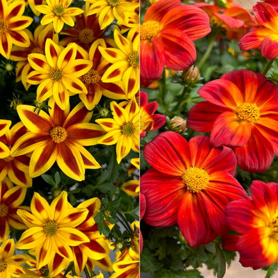 Goldmarie 'BLAZING' Sorte zufällig Topf-Ø 12 cm, 6er-Set Goldmarie 'BLAZING' Sorte zufällig Topf-Ø 12 cm, 6er-Set