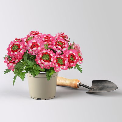 Eisenkraut 'Drums® Red Shades' pink-rot, Topf-Ø 12 cm, 6 Pflanzen Eisenkraut 'Drums® Red Shades' pink-rot, Topf-Ø 12 cm, 6 Pflanzen