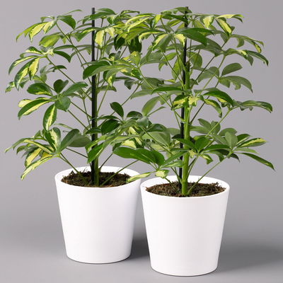 Strahlenaralie 'Gerda' inkl. Keramiktopf Dallas weiß, Topf-Ø 13 cm, 2er-Set Strahlenaralie 'Gerda' inkl. Keramiktopf Dallas weiß, Topf-Ø 13 cm, 2er-Set