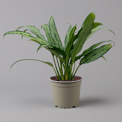 Aglaonema 'Cutlass', mit Übertopf Dallas weiß, Topf-Ø 12 cm Aglaonema 'Cutlass', mit Übertopf Dallas weiß, Topf-Ø 12 cm