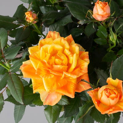 Rose, orange, Topf-Ø 14 cm, 2 Pflanzen