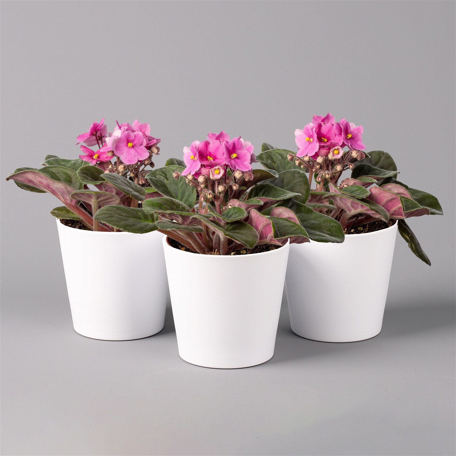 Usambaraveilchen in Keramiktopf Dallas weiß, pink, Topf-Ø 12 cm, 3er-Set