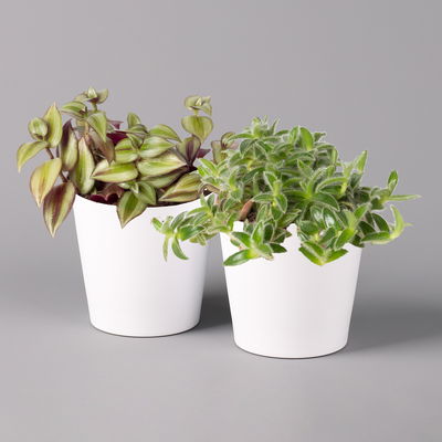 Dreimasterblume in Keramiktopf weiß, nach Verfügbarkeit, Topf-Ø 12 cm, 2er-Set Dreimasterblume in Keramiktopf weiß, nach Verfügbarkeit, Topf-Ø 12 cm, 2er-Set