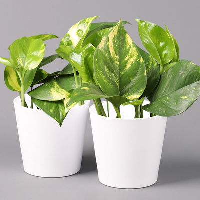 Efeutute mit Keramiktopf Dallas weiß, Topf-Ø 12 cm, Höhe ca. 15 cm, 2 Pflanzen