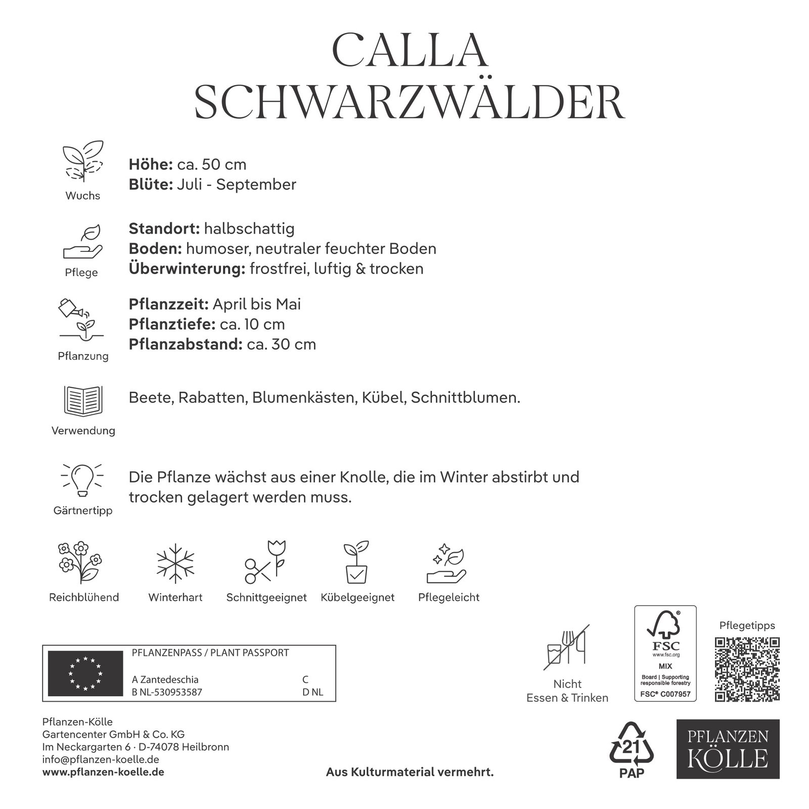 Kölles Beste Calla Schwarzwälder schwarz, 2 Blumenknollen