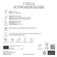 Kölles Beste Calla Schwarzwälder schwarz, 2 Blumenknollen