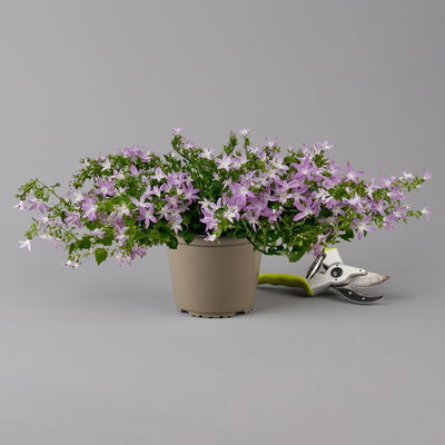 Hängepolster-Glockenblume 'Adansa® Pink' rosa, Topf-Ø 15 cm, 3er-Set