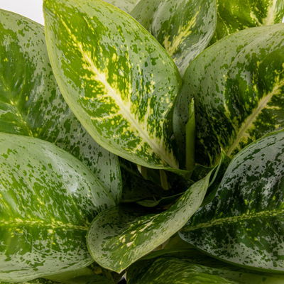 Aglaonema 'Lemon Mint', Topf-Ø 12 cm, Höhe ca. 35 cm
