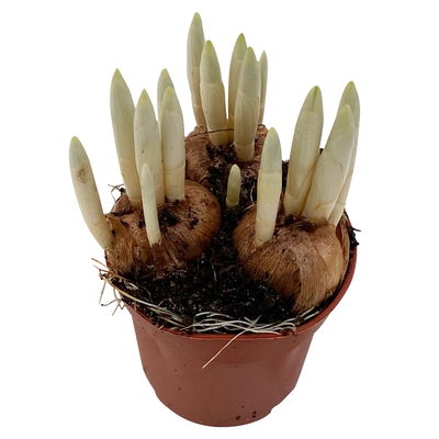 Krokus Mini blau, Topf-Ø 6 cm, 10 Pflanzen