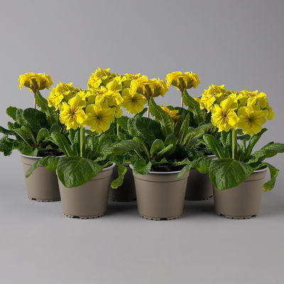 Hohe Schlüsselblume 'Inara® Gold', hellgelb, Topf-Ø 13 cm, 6 Pflanzen Hohe Schlüsselblume 'Inara® Gold', hellgelb, Topf-Ø 13 cm, 6 Pflanzen
