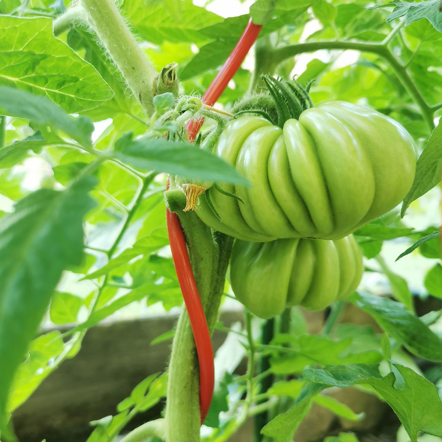 Tomatenspirale 'COLORATA', rot, H110 x Ø5 cm