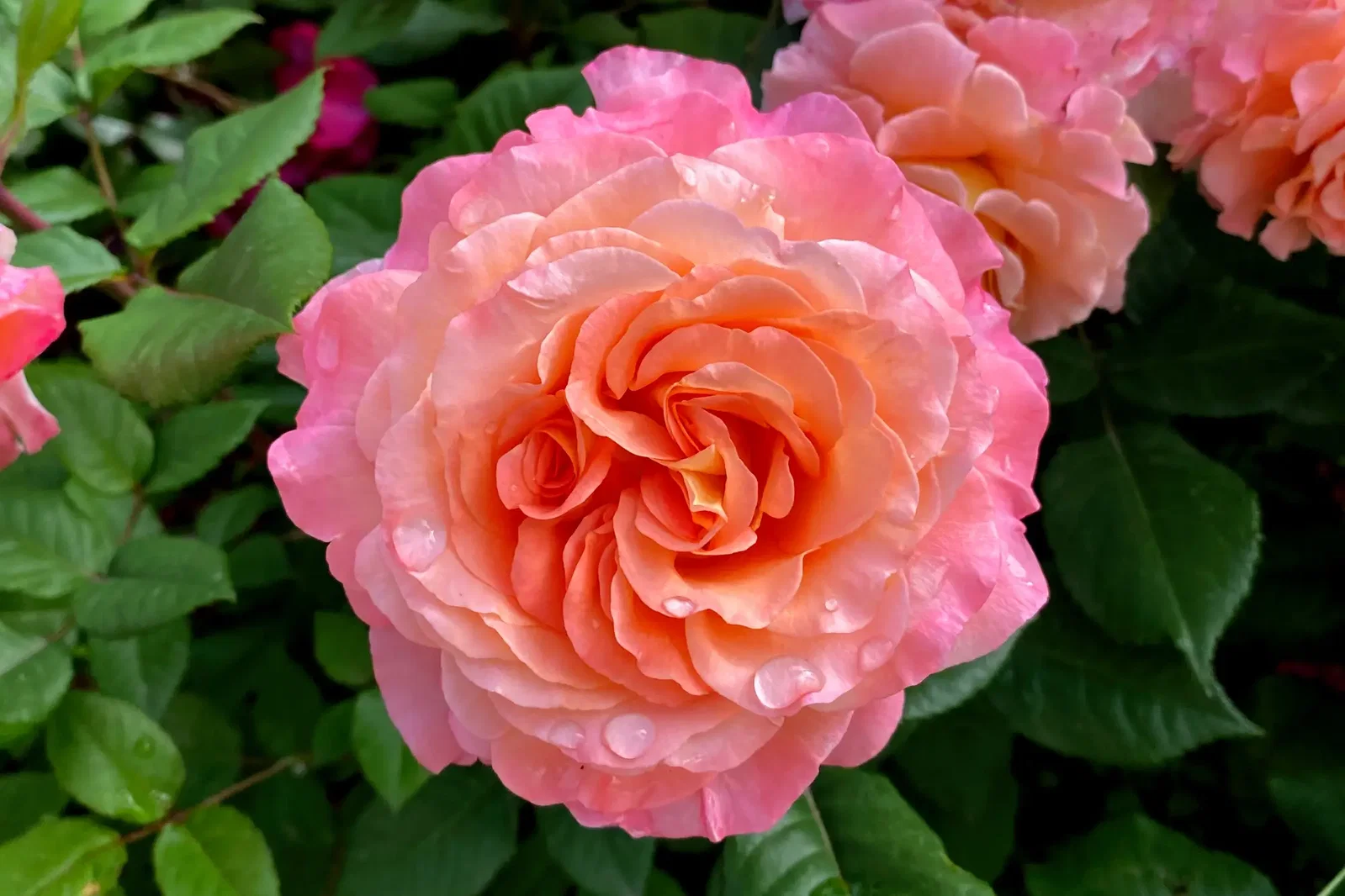 Duftende Edelrose Augusta Luise blüht wunderschön in orange-pink im Garten Duftende Edelrose Augusta Luise blüht wunderschön in orange-pink im Garten