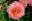Duftende Edelrose Augusta Luise blüht wunderschön in orange-pink im Garten