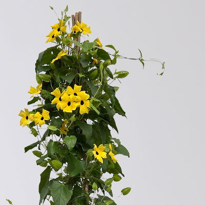 Schwarzäugige Susanne, Pyramide, Farbe zufällig, Topf-Ø 21cm