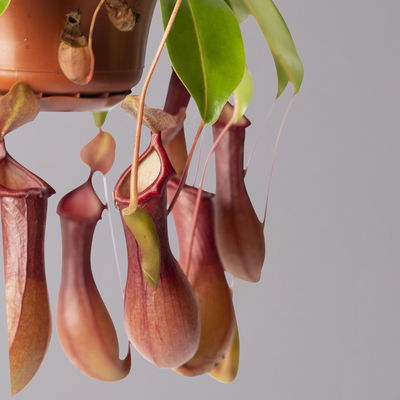 Kannenpflanze, 8-12 Kannen, in Blumenampel, Topf-Ø 14 cm Kannenpflanze, 8-12 Kannen, in Blumenampel, Topf-Ø 14 cm