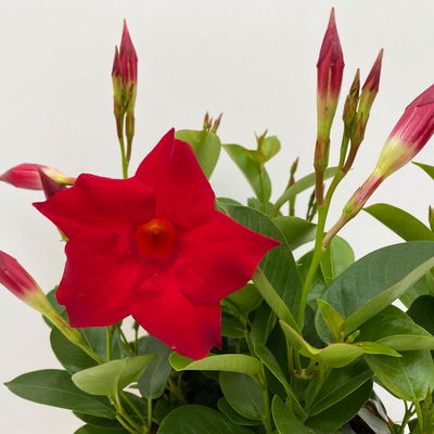 Dipladenie 'Qdeville®', rot, buschartig, Topf-Ø 17 cm, Höhe ca. 40 cm