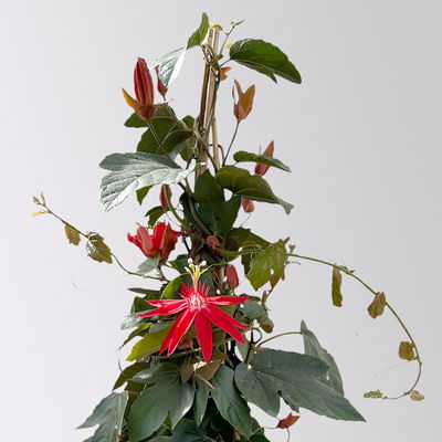 Passionsblume rot, Pyramide, Topf-Ø 17 cm, Höhe ca. 65 cm