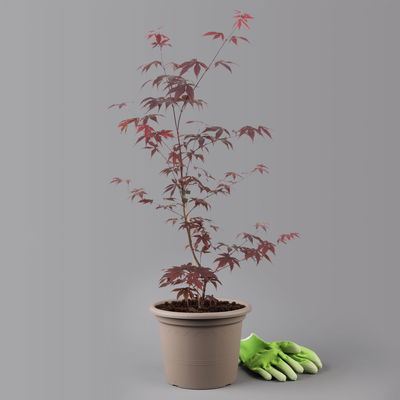 Roter Fächerahorn 'Bloodgood', Höhe 60 - 80 cm, Topf 7,5 Liter