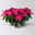 Bio Herbsttern, Euphorbia 'Princettia®', dunkelrosa, Topf-Ø 12 cm, 3er-Set Bio Herbsttern, Euphorbia 'Princettia®', dunkelrosa, Topf-Ø 12 cm, 3er-Set
