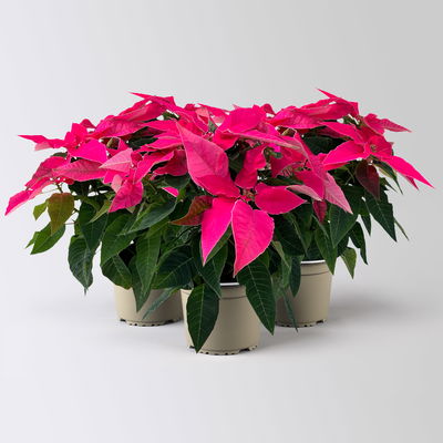 Bio Herbsttern, Euphorbia 'Princettia®', dunkelrosa, Topf-Ø 12 cm, 3 Pflanzen