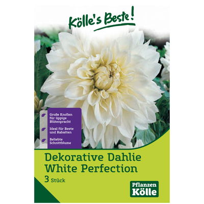 Dekorative-Dahlie White, 3 Blumenknollen