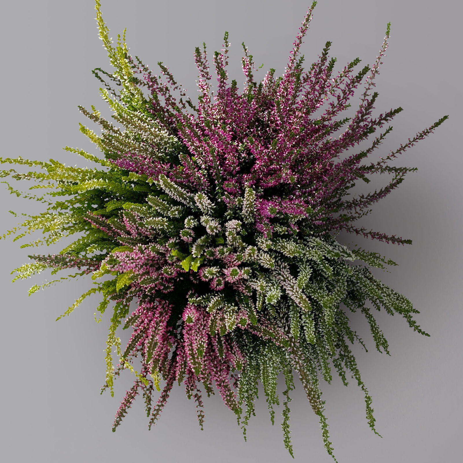 Knospenheide 'High Five®', fünffarbig, Topf-Ø 17 cm, 2 Pflanzen