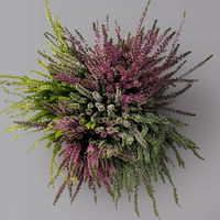 Knospenheide 'High Five®', fünffarbig, Topf-Ø 17 cm, 2 Pflanzen