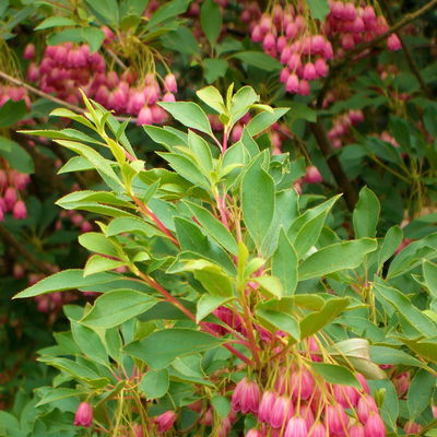 Prachtglocke, 4er-Set, Höhe 40-60 cm, Topf 5 Liter